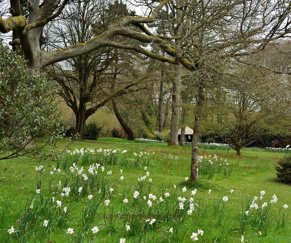 Picture Trengwainton Garden, Near Penzance Cornwall