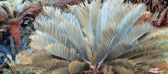 Picture Encephalartos lehmannii, Photo taken at Kirstenbosch botanical garden, South Africa